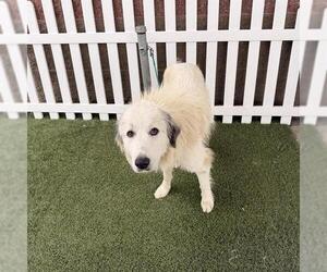 Medium Photo #1 Great Pyrenees Puppy For Sale in Modesto, CA, USA