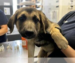 German Shepherd Dog-Unknown Mix Dogs for adoption in Visalia, CA, USA