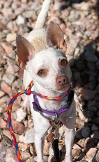 Medium Photo #2 Chihuahua-Unknown Mix Puppy For Sale in Canon City, CO, USA