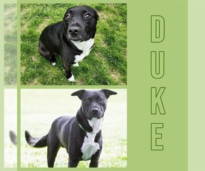 American Pit Bull Terrier-Unknown Mix Dogs for adoption in Ames, IA, USA