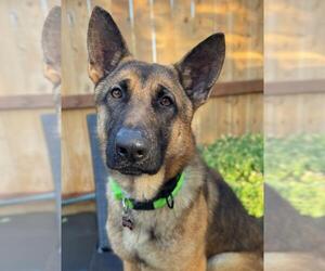 German Shepherd Dog-Unknown Mix Dogs for adoption in Woodland, CA, USA