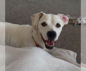 Boxer-Unknown Mix Dogs for adoption in Springdale, PA, USA