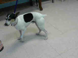 Rat Terrier Dogs for adoption in Lufkin, TX, USA