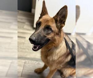 German Shepherd Dog Dogs for adoption in Redlands, CA, USA