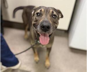 American Pit Bull Terrier-German Shepherd Dog Mix Dogs for adoption in HESPERIA, CA, USA