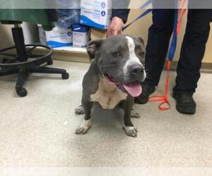 American Pit Bull Terrier Dogs for adoption in Riverside, CA, USA