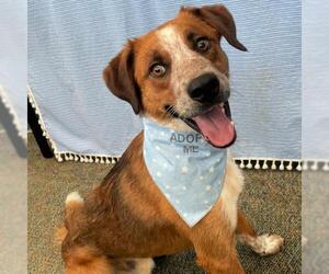 Red Heeler-Unknown Mix Dogs for adoption in Lindon, UT, USA