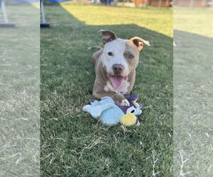 American Staffordshire Terrier-Unknown Mix Dogs for adoption in Rowlett, TX, USA
