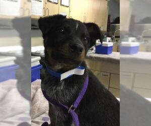 Mutt Dogs for adoption in Riverside, CA, USA