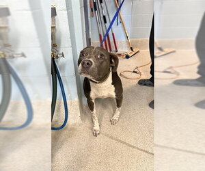 American Staffordshire Terrier-Unknown Mix Dogs for adoption in Tallahassee, FL, USA