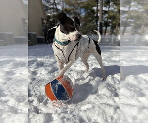 Pointer-Unknown Mix Dogs for adoption in Westwood, NJ, USA