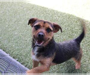 Mutt Dogs for adoption in Chula Vista, CA, USA