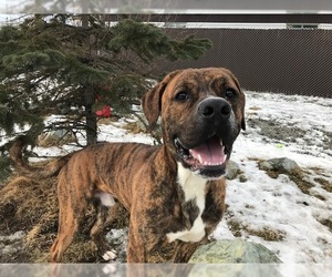 Mutt Dogs for adoption in Palmer, AK, USA