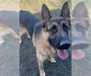 German Shepherd Dog Dogs for adoption in Riverside, CA, USA