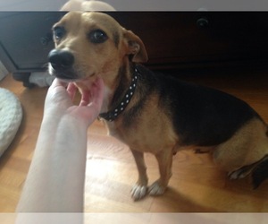 Beagle-German Shepherd Dog Mix Dogs for adoption in Gainesville, VA, USA