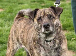 Chow Chow-Pug Mix Dogs for adoption in Maumee, OH, USA