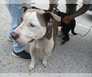 American Pit Bull Terrier-Unknown Mix Dogs for adoption in Ocala, FL, USA
