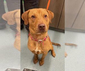 Labrador Retriever-Unknown Mix Dogs for adoption in Baytown, TX, USA