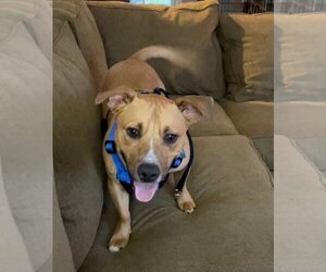 American Bulldog-Unknown Mix Dogs for adoption in Calhoun, GA, USA
