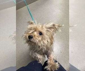 Mutt Dogs for adoption in Las Vegas, NV, USA