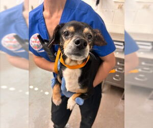 Doxle Dogs for adoption in San Bernardino, CA, USA