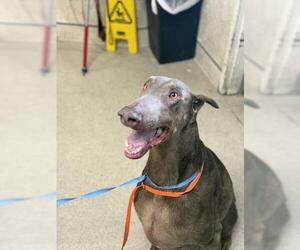 Doberman Pinscher Dogs for adoption in Riverside, CA, USA