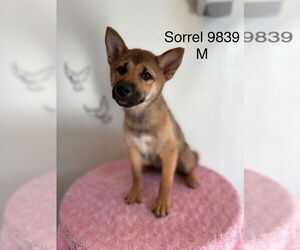 Shiba Inu Dogs for adoption in Studio City, CA, USA