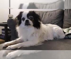 Japanese Chin Dogs for adoption in Tenafly, NJ, USA