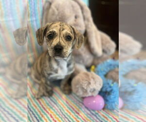Mutt Dogs for adoption in Sanford, FL, USA