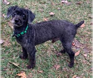 Poodle (Miniature) Dogs for adoption in Jacksonville, FL, USA