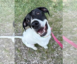 American Pit Bull Terrier-Pointer Mix Dogs for adoption in Clinton , MI, USA