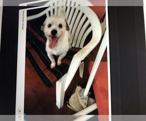 Mutt Dogs for adoption in ft lauderdale, FL, USA