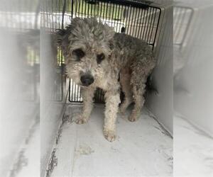 Poodle (Standard) Dogs for adoption in Houston, TX, USA