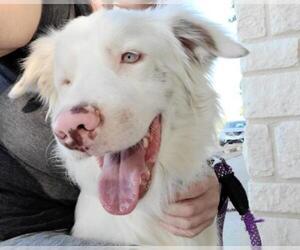 Australian Shepherd Dogs for adoption in Weatherford, TX, USA