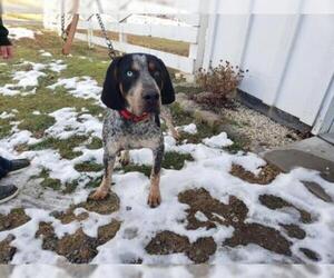 English Coonhound Dogs for adoption in Waterford, VA, USA