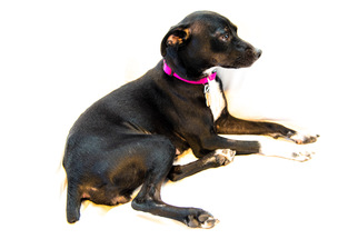 Italian Greyhound-Unknown Mix Dogs for adoption in Englewood, CO, USA