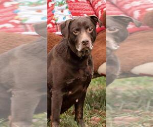 Chocolate Labrador retriever-Unknown Mix Dogs for adoption in Landenberg, PA, USA