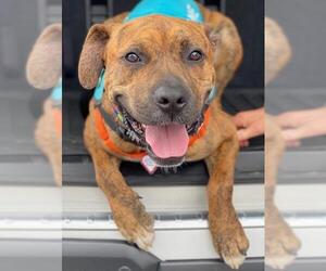 Bullboxer Pit Dogs for adoption in Santa Cruz, CA, USA