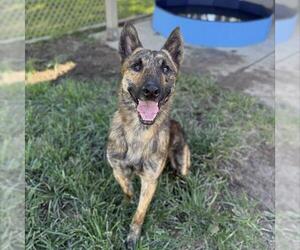 Dutch Shepherd -Unknown Mix Dogs for adoption in Modesto, CA, USA