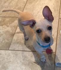 Chiweenie Dogs for adoption in Oakley, CA, USA