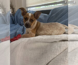 Mutt Dogs for adoption in Dana Point, CA, USA
