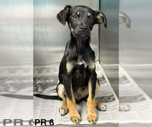 Mutt Dogs for adoption in Brewster, NY, USA