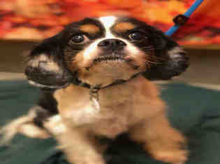 Cavalier King Charles Spaniel Dogs for adoption in Forestville, MD, USA