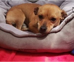 Chihuahua Dogs for adoption in Salinas, CA, USA