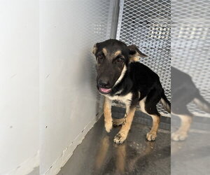 German Shepherd Dog Dogs for adoption in Bakersfield, CA, USA