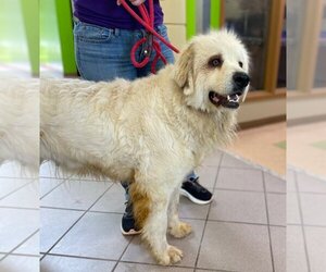 Great Pyrenees Dogs for adoption in Little Rock, AR, USA