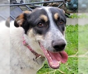 Mutt Dogs for adoption in LANGLEY, British Columbia, Canada