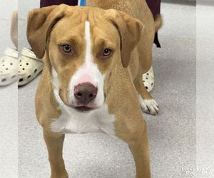 Retriever -Unknown Mix Dogs for adoption in Washington, DC, USA