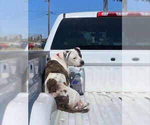 American Bulldog-Unknown Mix Dogs for adoption in Stockton, CA, USA