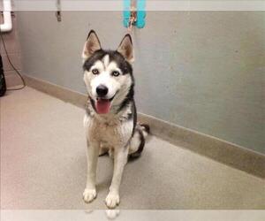 Siberian Husky-Unknown Mix Dogs for adoption in Las Vegas, NV, USA